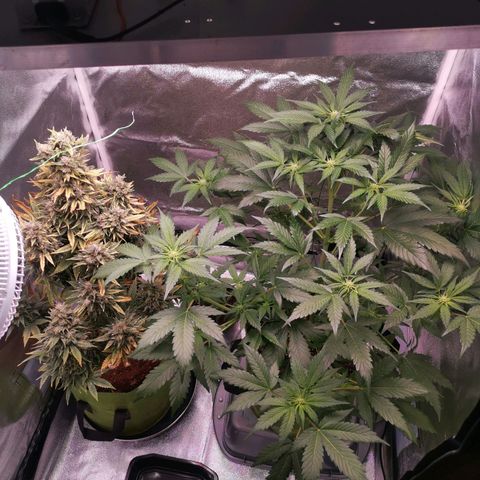 Stress killer growlog timeline photo