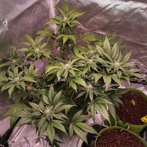 Stress killer growlog timeline photo