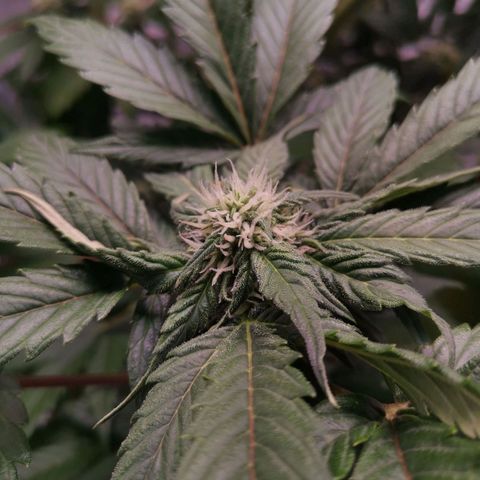 Stress killer growlog timeline photo