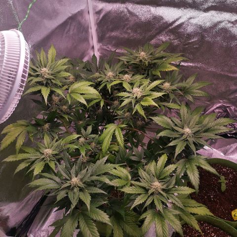 Stress killer growlog timeline photo