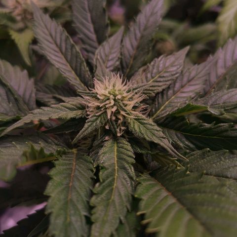 Stress killer growlog timeline photo