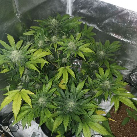 Stress killer growlog timeline photo