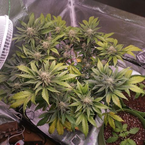 Stress killer growlog timeline photo