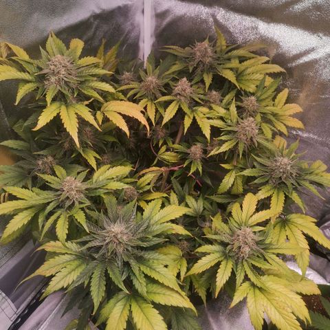 Stress killer growlog timeline photo