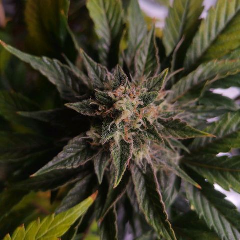 Stress killer growlog timeline photo