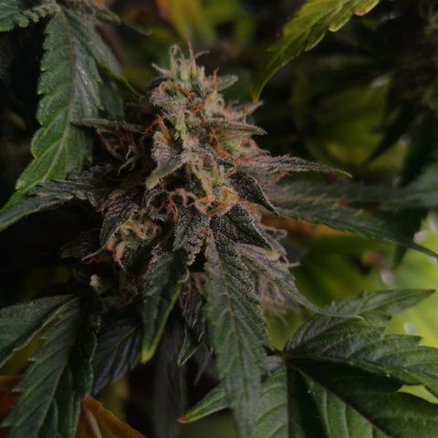 Stress killer growlog timeline photo