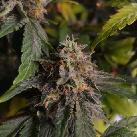 Stress killer growlog timeline photo