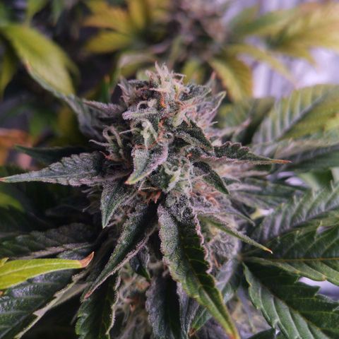 Stress killer growlog timeline photo