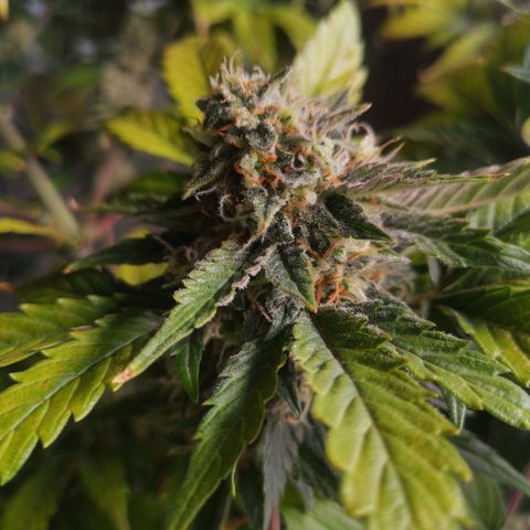 Stress killer growlog timeline photo