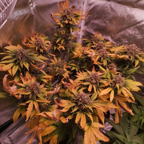 Stress killer growlog timeline photo