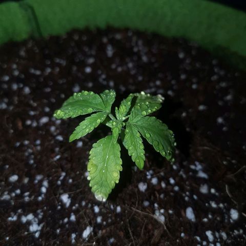 Daiquiri Lime auto growlog timeline photo