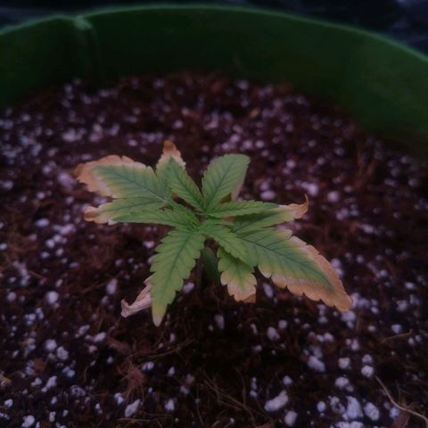 Daiquiri Lime auto growlog timeline photo