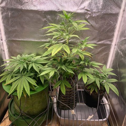 Daiquiri Lime auto growlog timeline photo