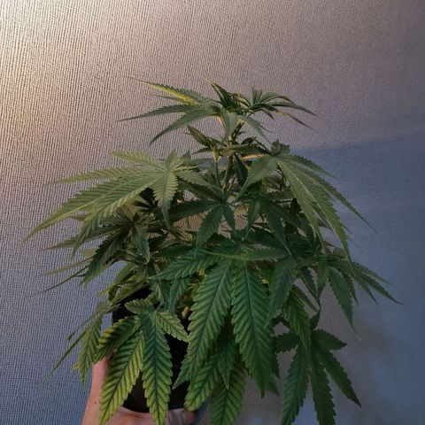 Daiquiri Lime auto growlog timeline photo