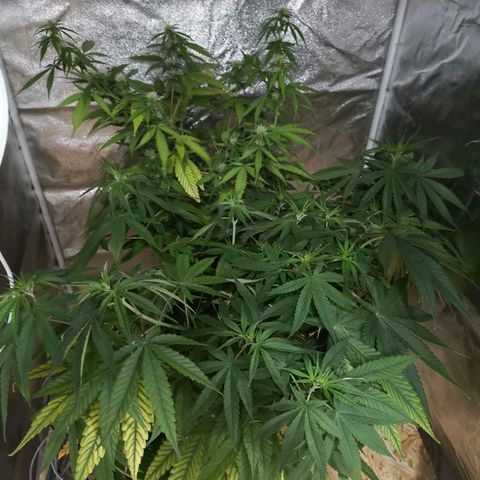 Stress killer growlog timeline photo