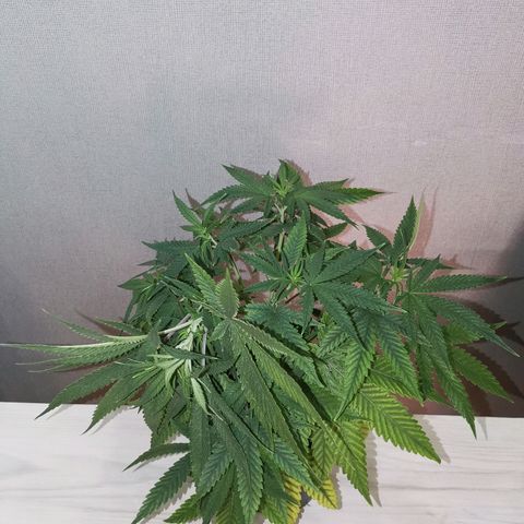 Daiquiri Lime auto growlog timeline photo
