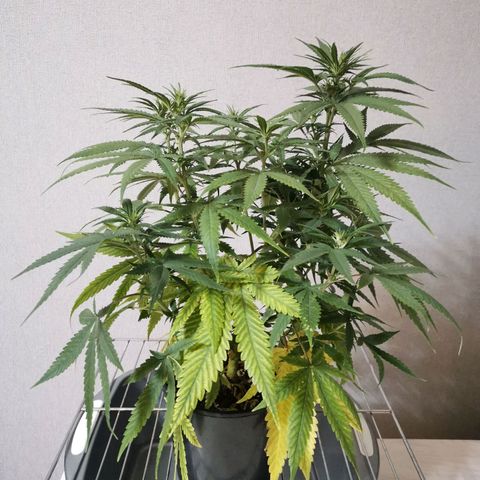 Daiquiri Lime auto growlog timeline photo
