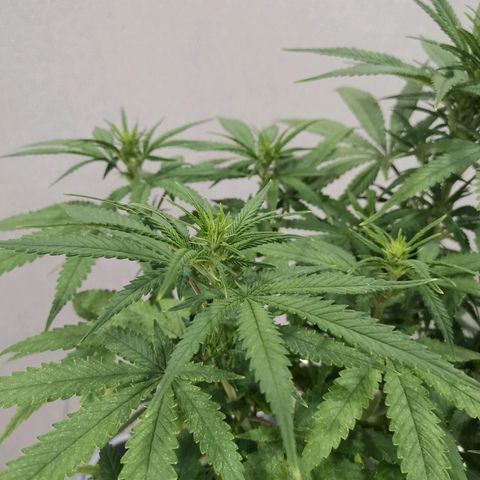 Daiquiri Lime auto growlog timeline photo