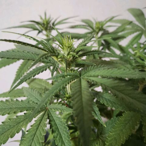 Daiquiri Lime auto growlog timeline photo