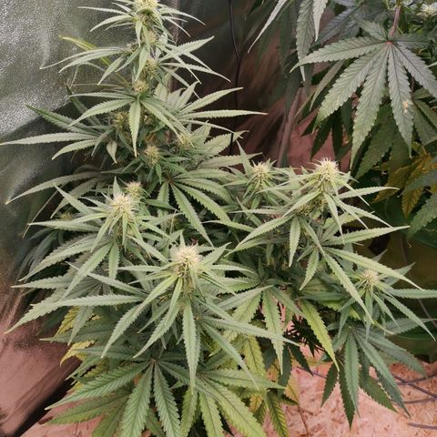 Daiquiri Lime auto growlog timeline photo