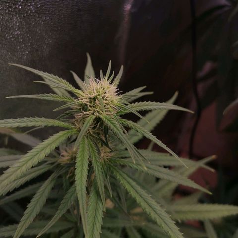 Daiquiri Lime auto growlog timeline photo