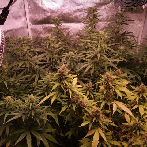 Stress killer growlog timeline photo