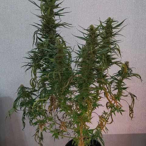 Daiquiri Lime auto growlog timeline photo