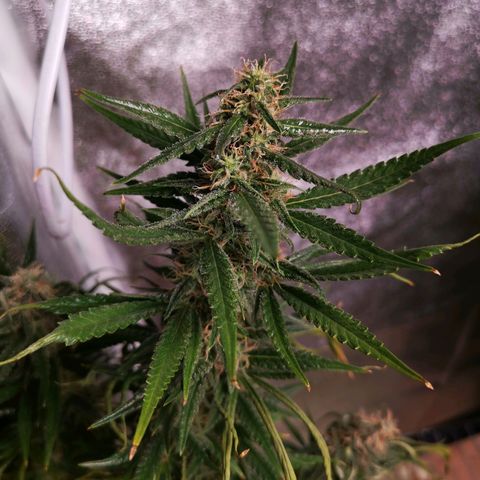 Daiquiri Lime auto growlog timeline photo