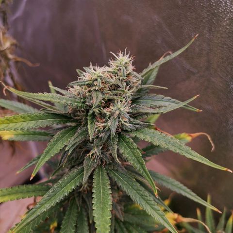 Daiquiri Lime auto growlog timeline photo