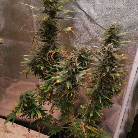 Daiquiri Lime auto growlog timeline photo
