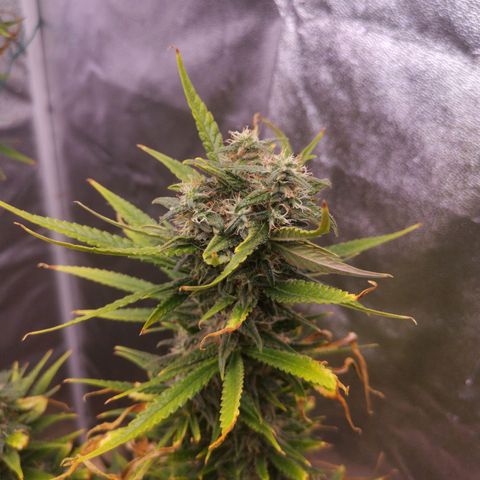 Daiquiri Lime auto growlog timeline photo