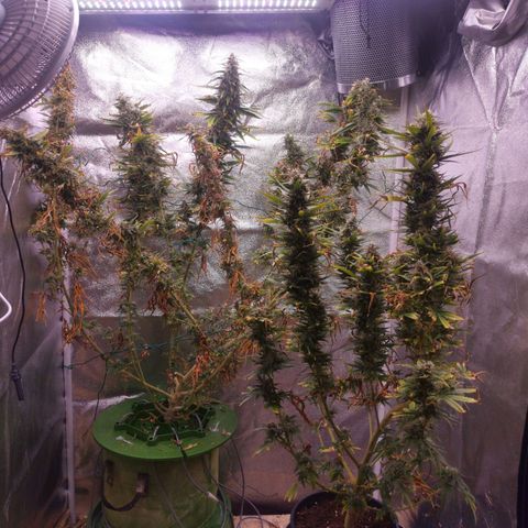 Daiquiri Lime auto growlog timeline photo
