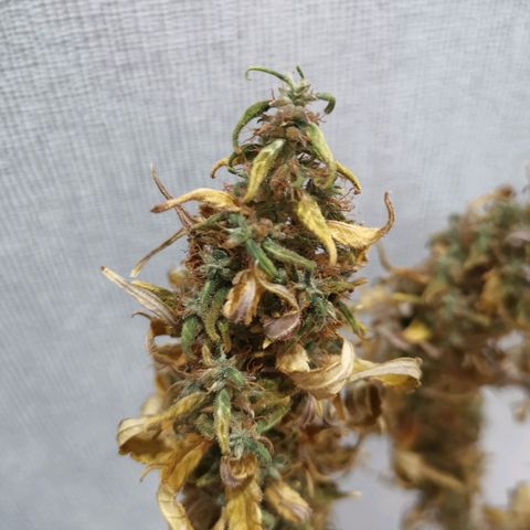 Daiquiri Lime auto growlog photo: 50gr