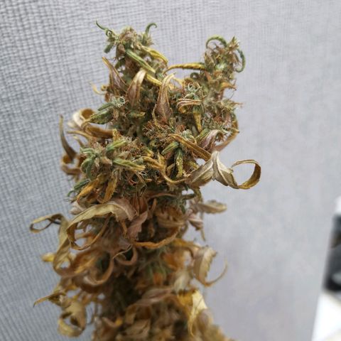 Daiquiri Lime auto growlog photo: 50gr