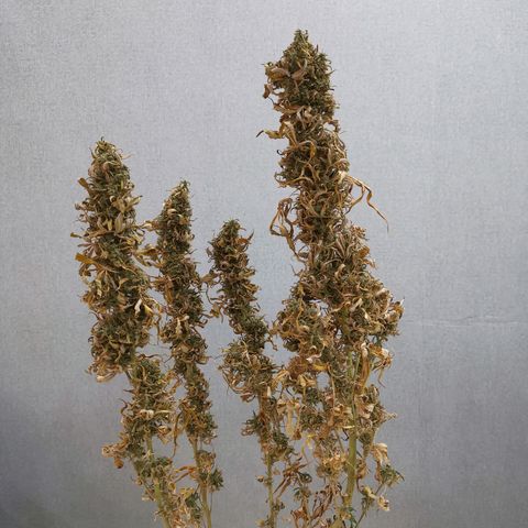 Daiquiri Lime auto growlog photo: 50gr