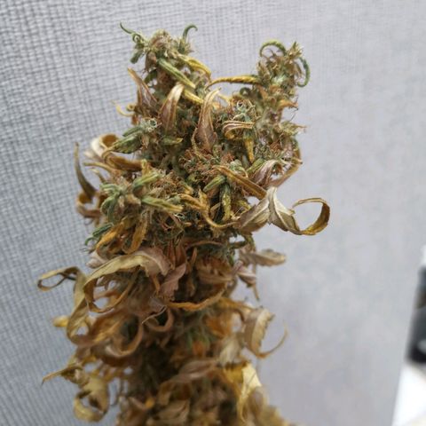 Daiquiri Lime auto growlog photo: 50gr