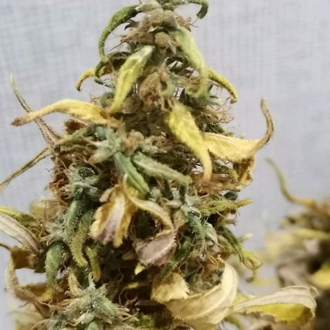 Daiquiri Lime auto growlog photo: 50gr