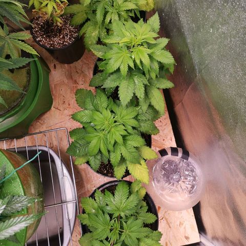 Stress killer growlog timeline photo