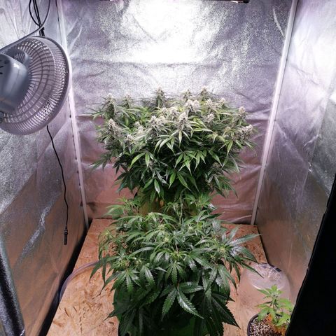 Stress killer growlog timeline photo