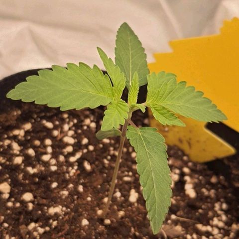 Royal Runtz growlog timeline photo