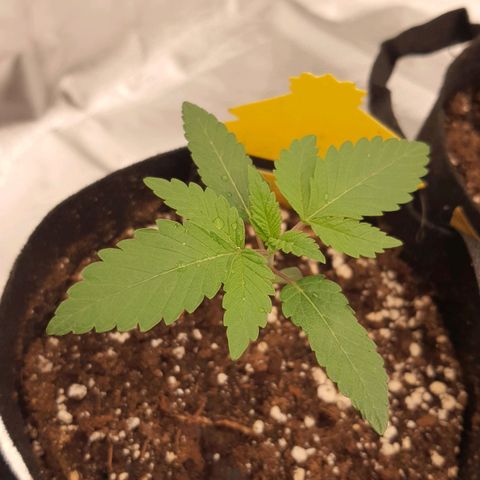 Royal Runtz growlog timeline photo