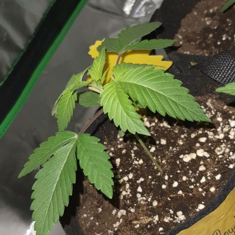 Royal Runtz growlog timeline photo