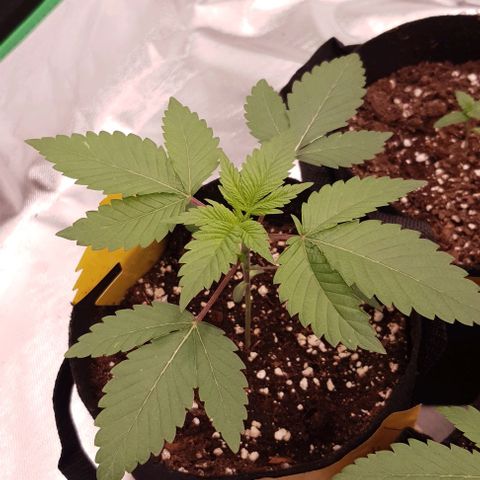 Royal Runtz growlog timeline photo