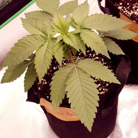 Royal Runtz growlog timeline photo