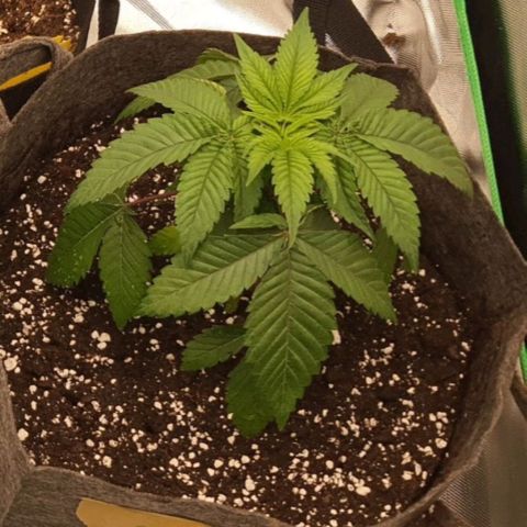 Royal Runtz growlog timeline photo