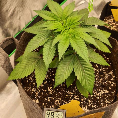 Royal Runtz growlog timeline photo