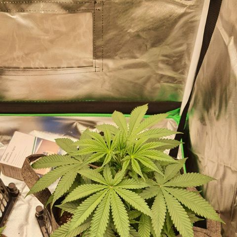 AMG growlog timeline photo