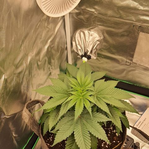 Royal Runtz growlog timeline photo