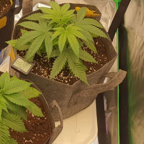 AMG growlog timeline photo