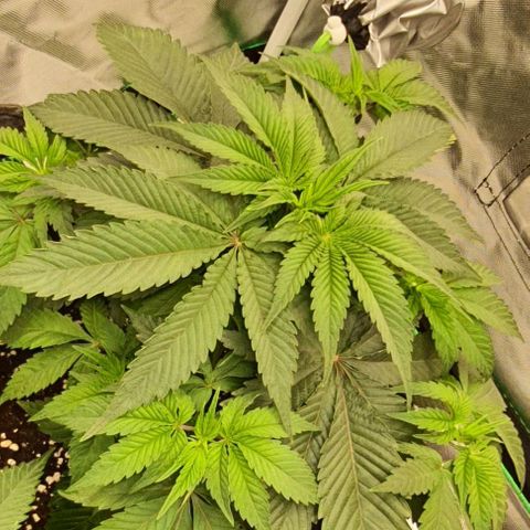 Royal Runtz growlog timeline photo